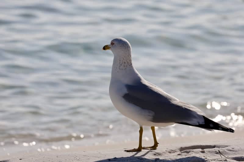 Santa Rosa Beach - Image 1