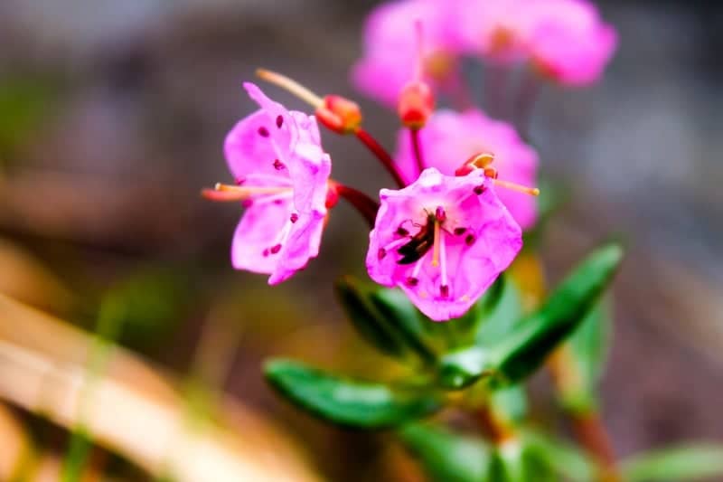 Fish Creek Park Wildflowers - Image 1
