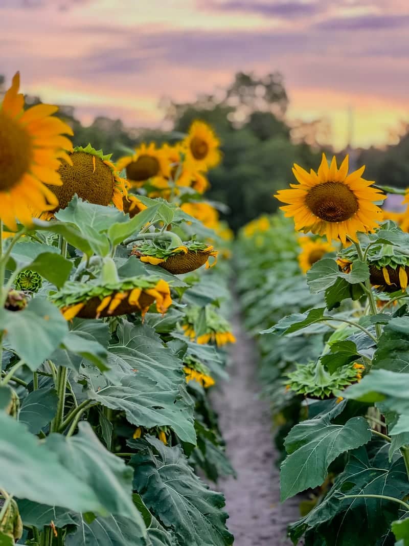 Blackshear Sunflower Fields - Image 1