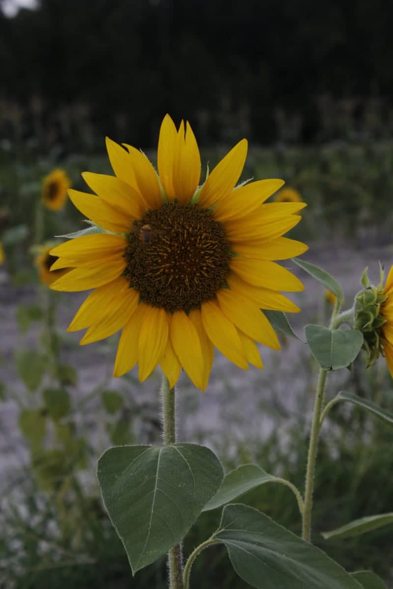 Mershon Sunflower Fields - Image 1