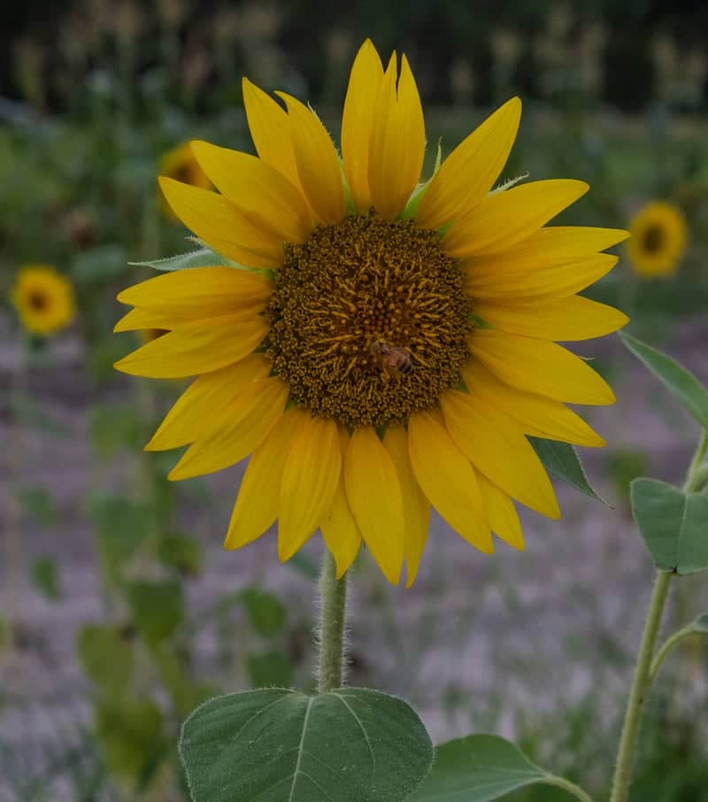 Mershon Sunflower Fields - Image 1
