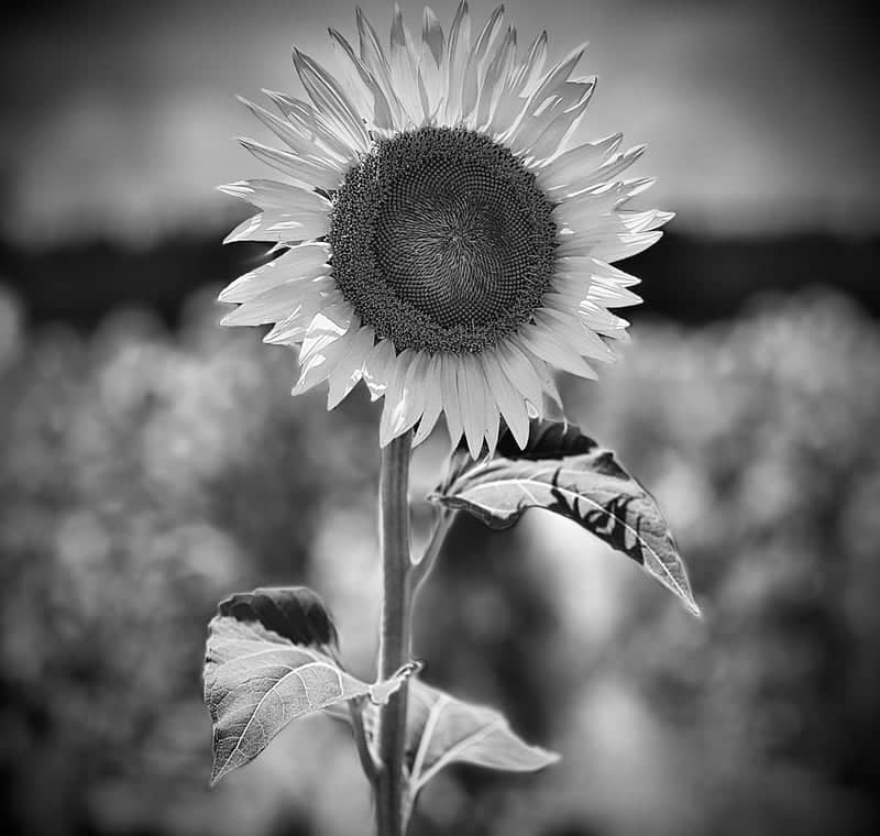 Blackshear Sunflower Fields - Image 1