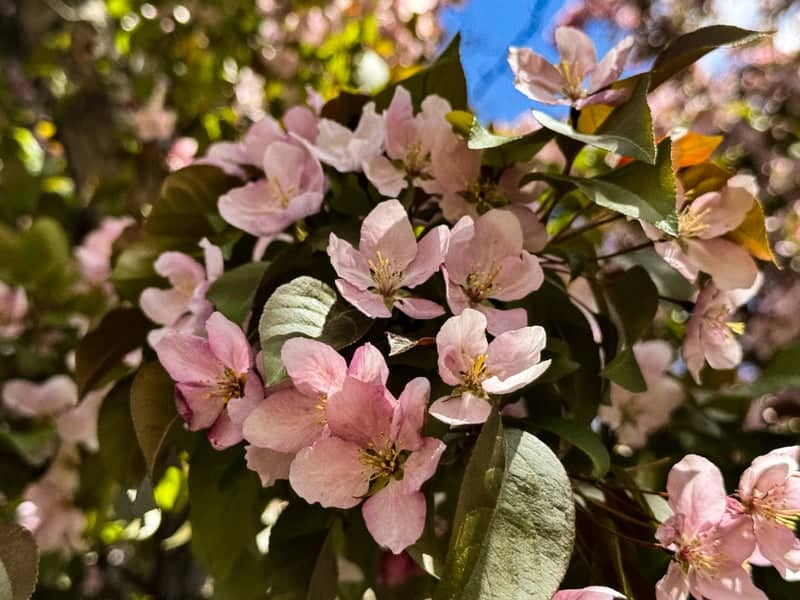 Nason Place Spring Blooms - Image 1
