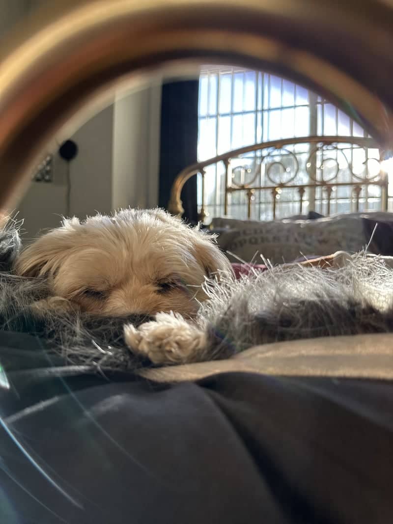 Cozy Interior Pet Portrait - Image 1