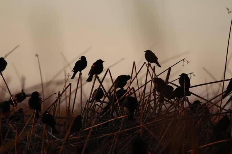 Sacramento National Wildlife Refuge - Image 4