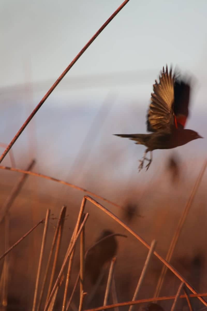 Sacramento National Wildlife Refuge - Image 2