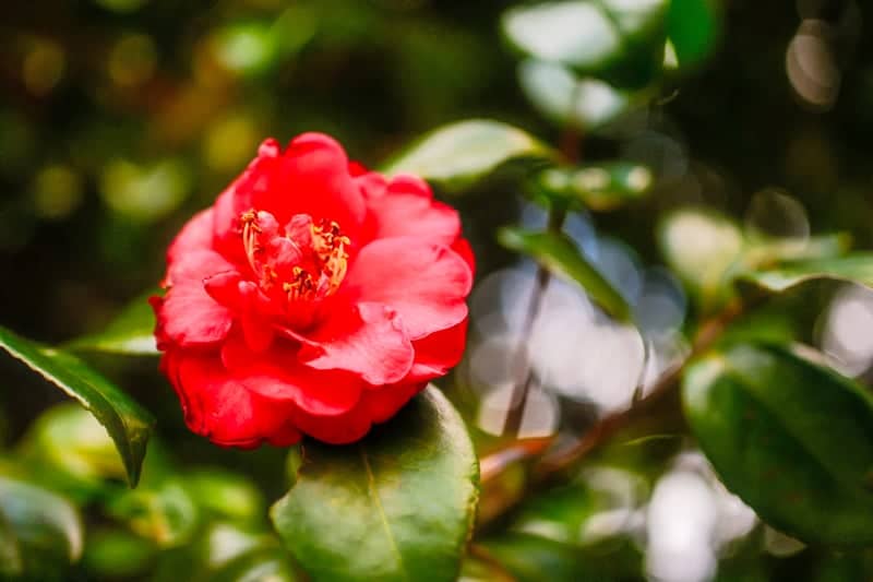 DeRidder Garden Blooms - Image 1