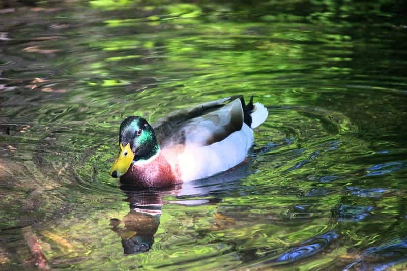 Beus Pond Park - Image 1