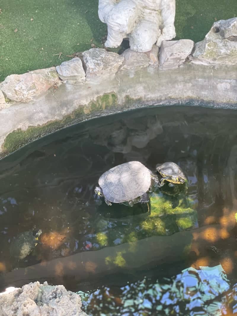 Scafati Turtle Pond - Image 1