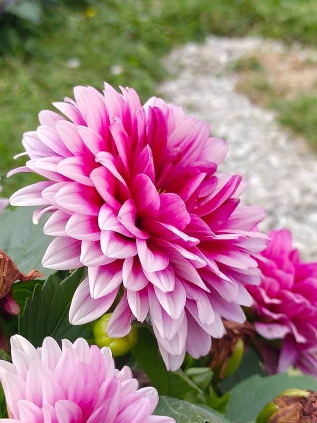 Bavarian Countryside Garden - Image 1
