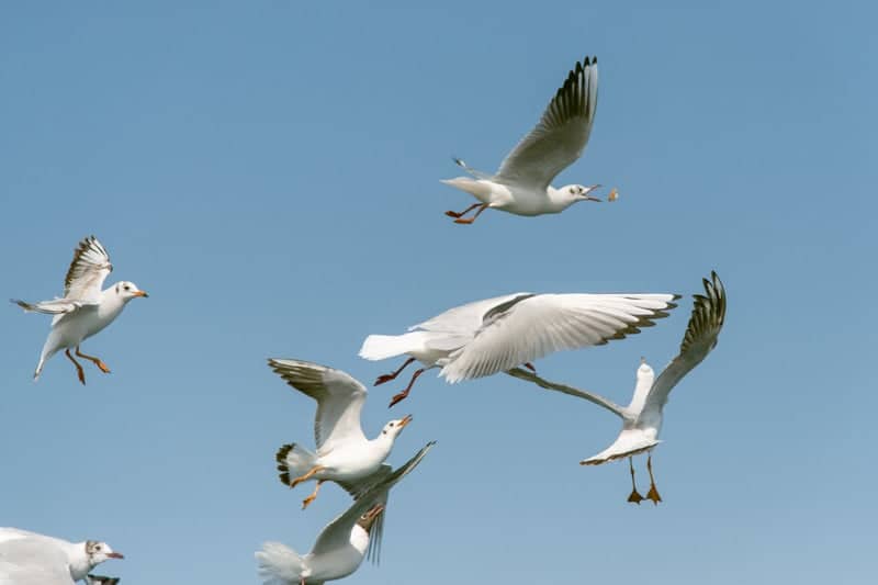 Konak Waterfront Promenade - Image 1