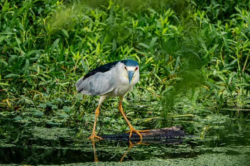 Sweetwater Wetlands Park - Image 1