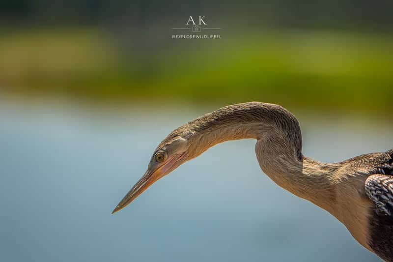 Sweetwater Wetlands Park - Image 1