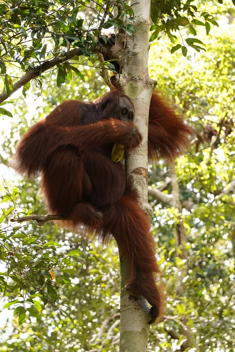 Tanjung Puting National Park - Image 1