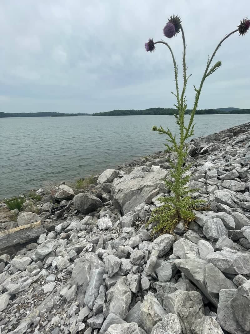 Tellico Lake Shoreline - Image 1