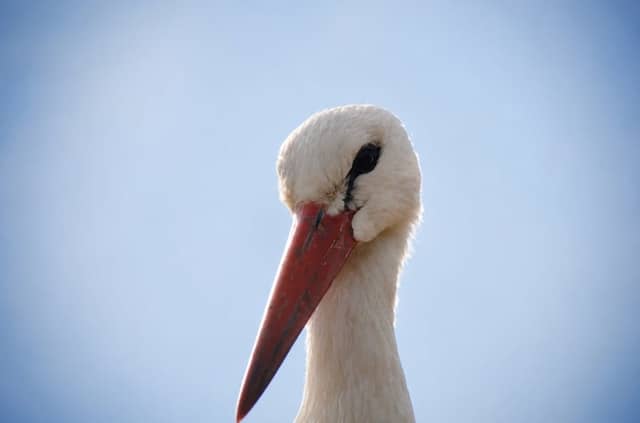 Zalesie Stork Nesting Grounds - Image 1