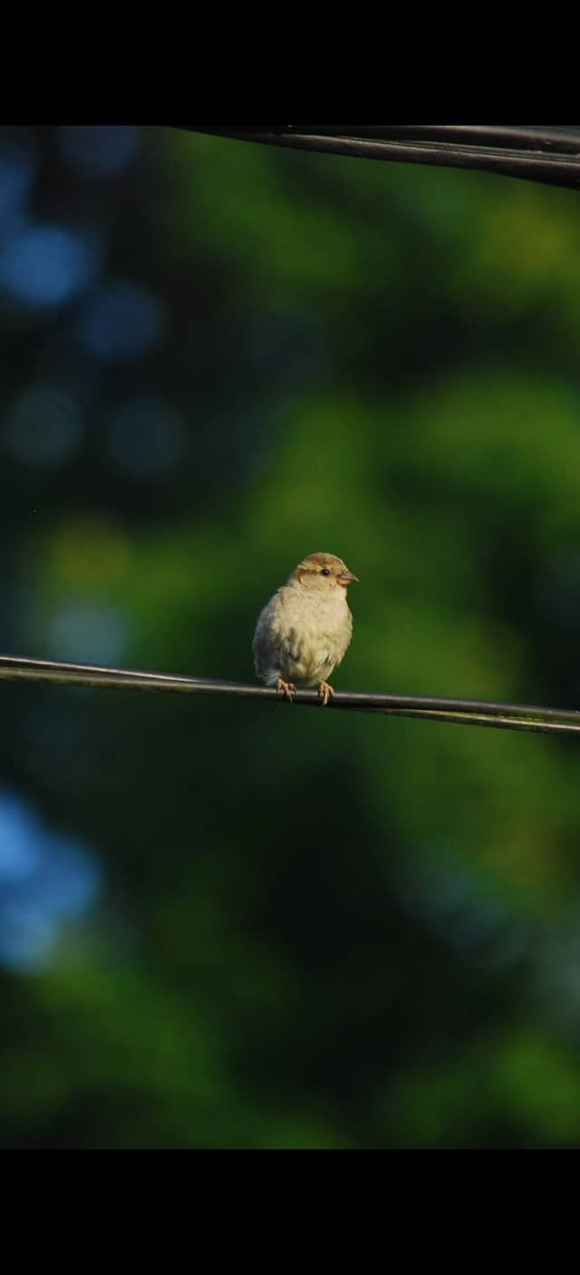 Zalesie Countryside Birding - Image 1