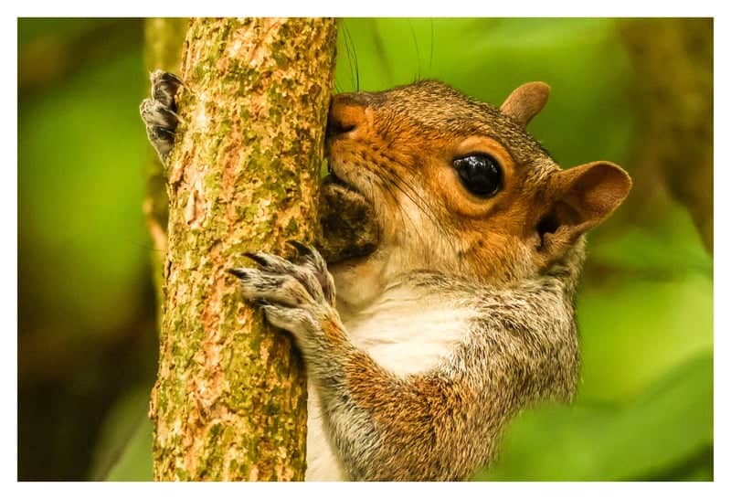 York Garden Wildlife - Image 1