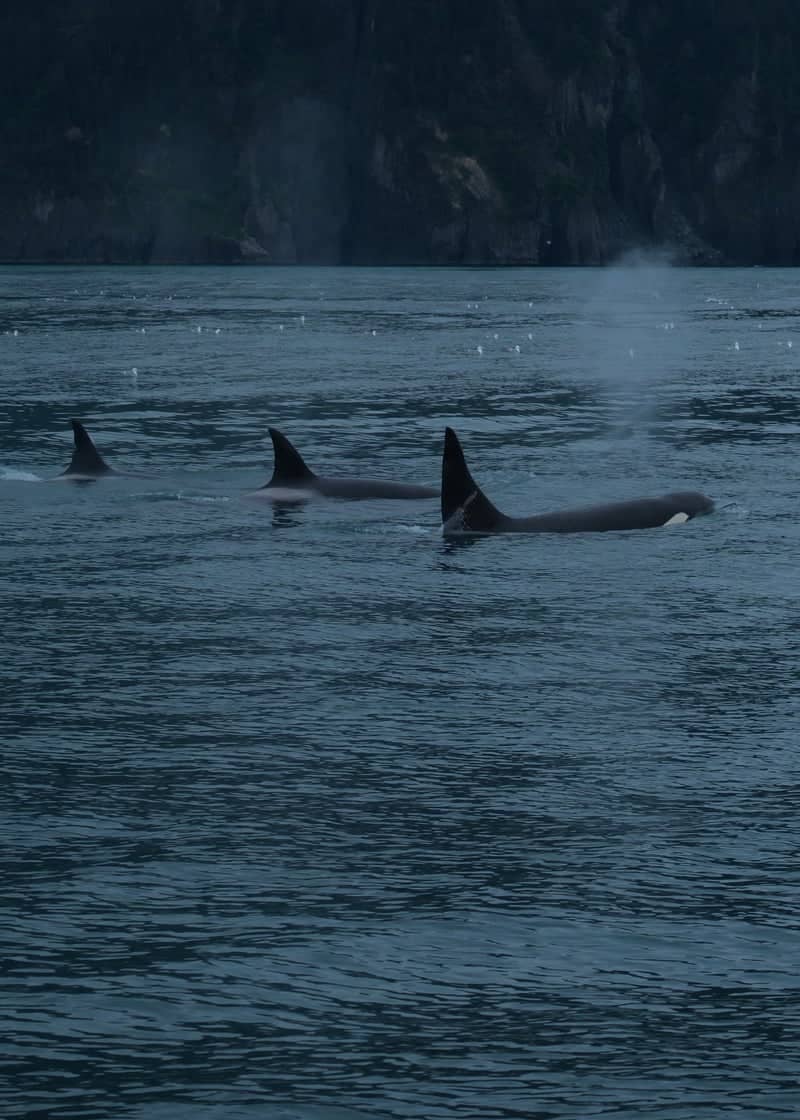 Resurrection Bay - Image 1