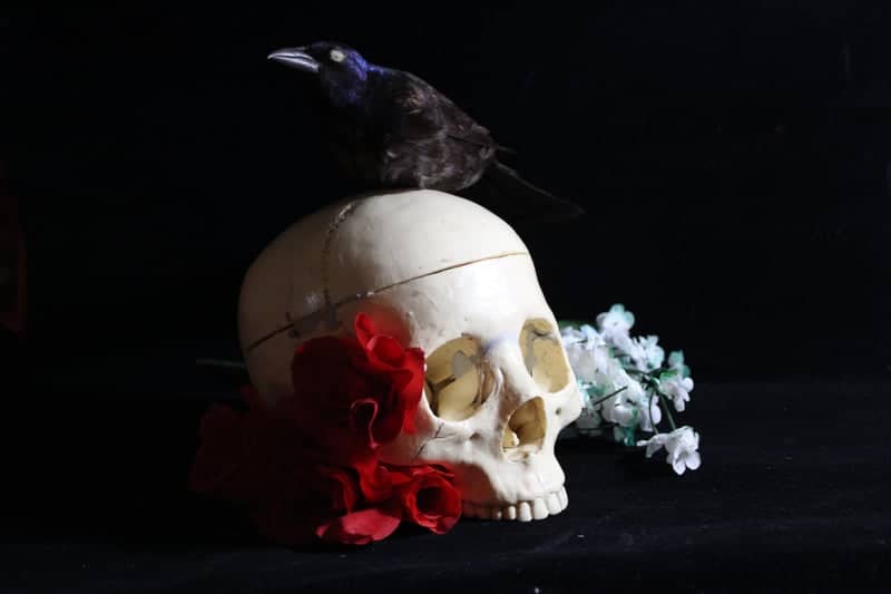 Ithaca Still Life Studio - Image 1
