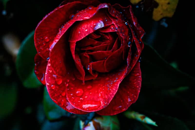 Lynnwood Garden Bloom - Image 1