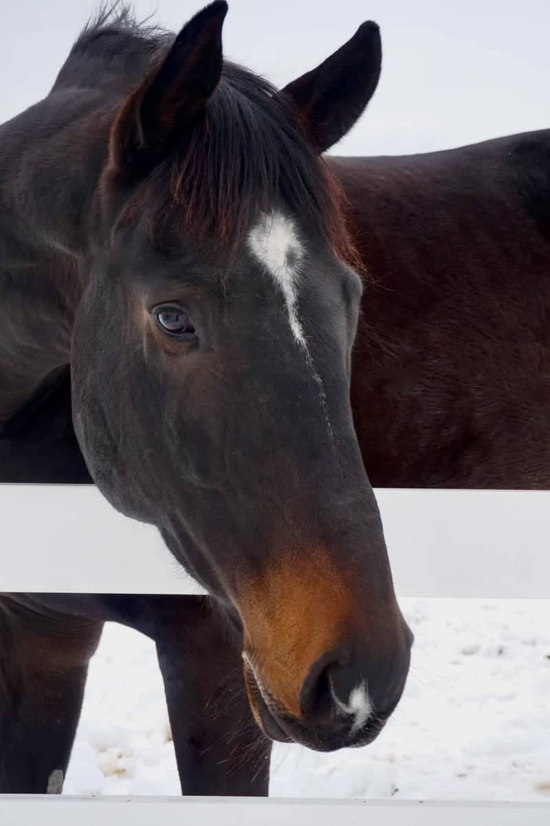 Peotone Horse Farm - Image 1