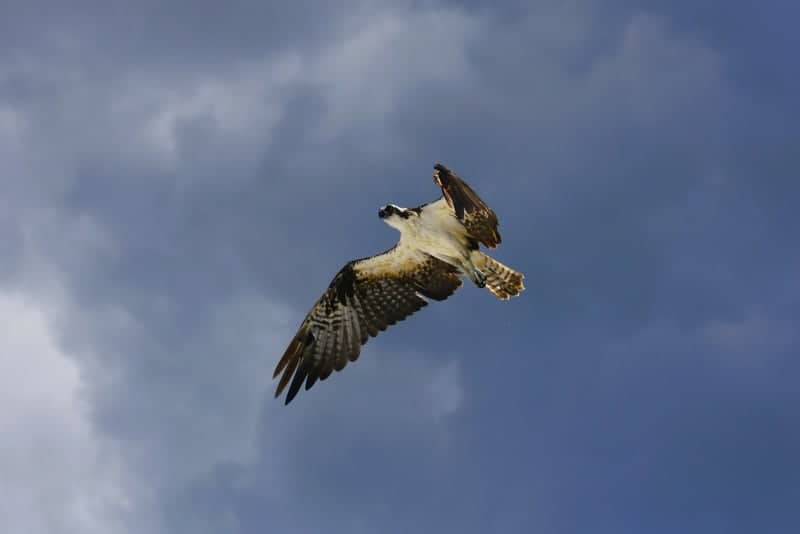 Osprey Flight over Haymarket - Image 1