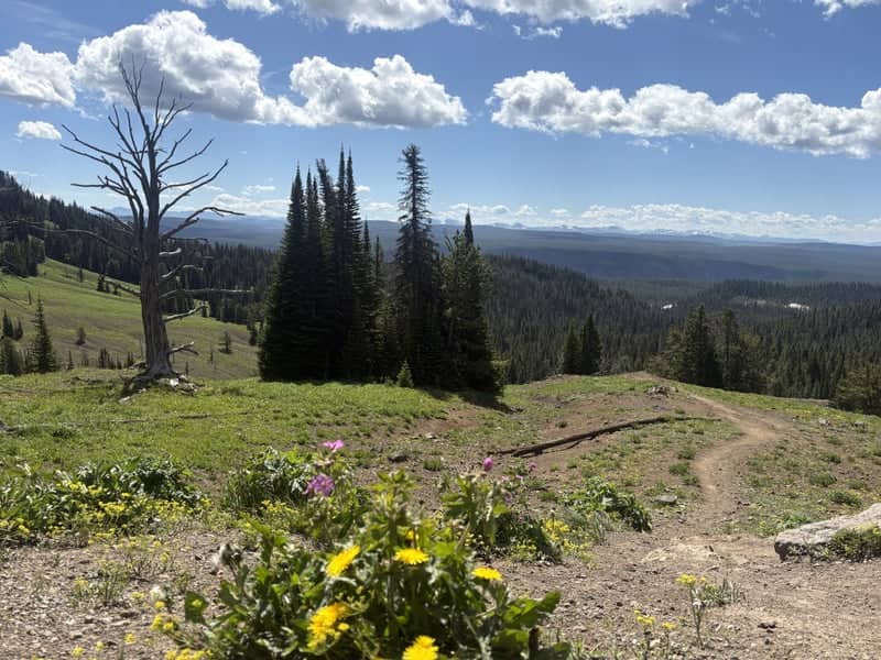 Mount Washburn Trail Overlook - Image 1