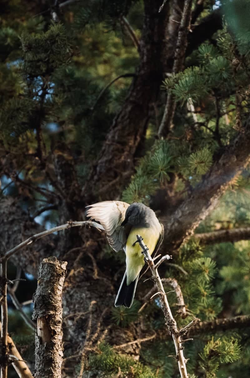 Bozeman Pine Woodlands - Image 1