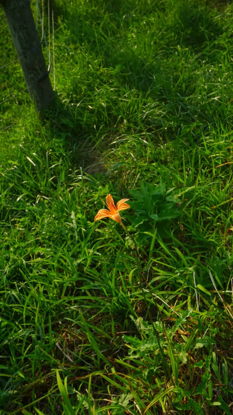 Huntsville Rural Meadow - Image 1