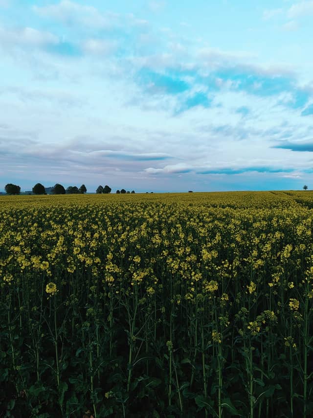 Ebsdorfergrund Rapeseed Fields - Image 1