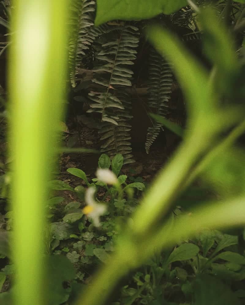 Kannauj Garden Foliage - Image 1