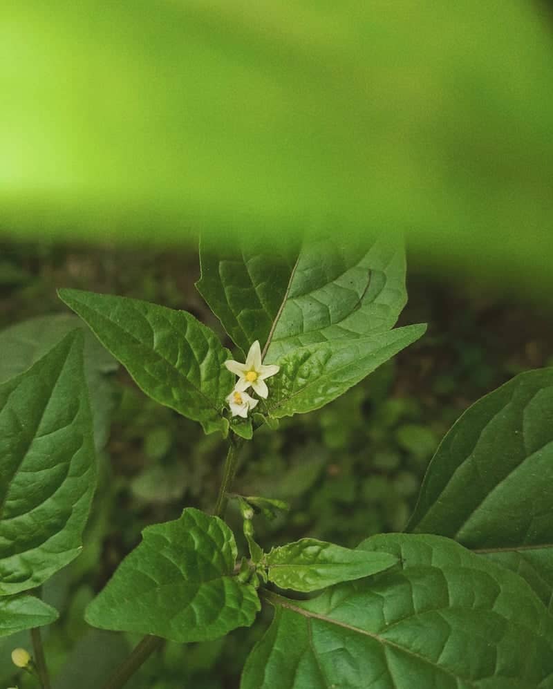 Ajaypal Road Flora - Image 1