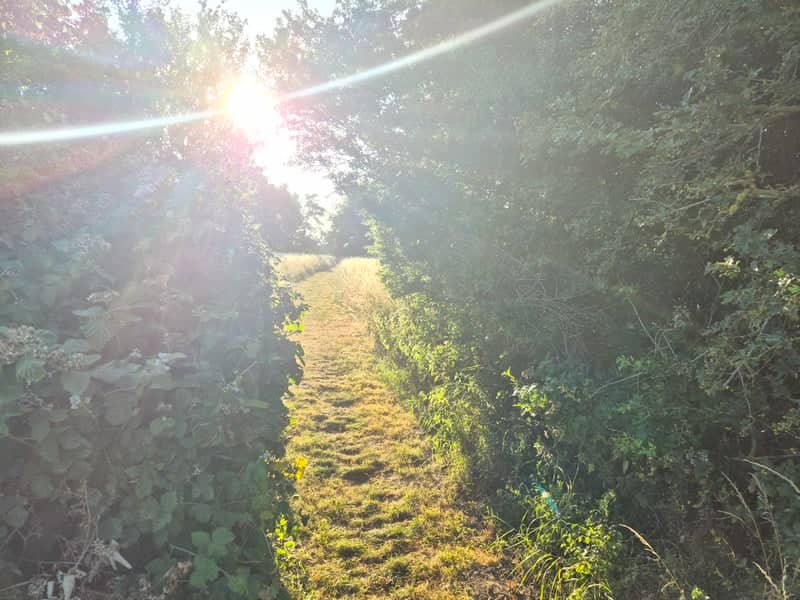 Sunlit Hedgerow Path - Image 1