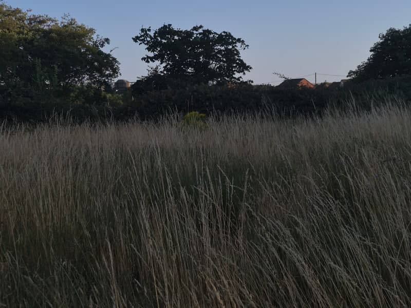 Norwich Meadow Field - Image 1