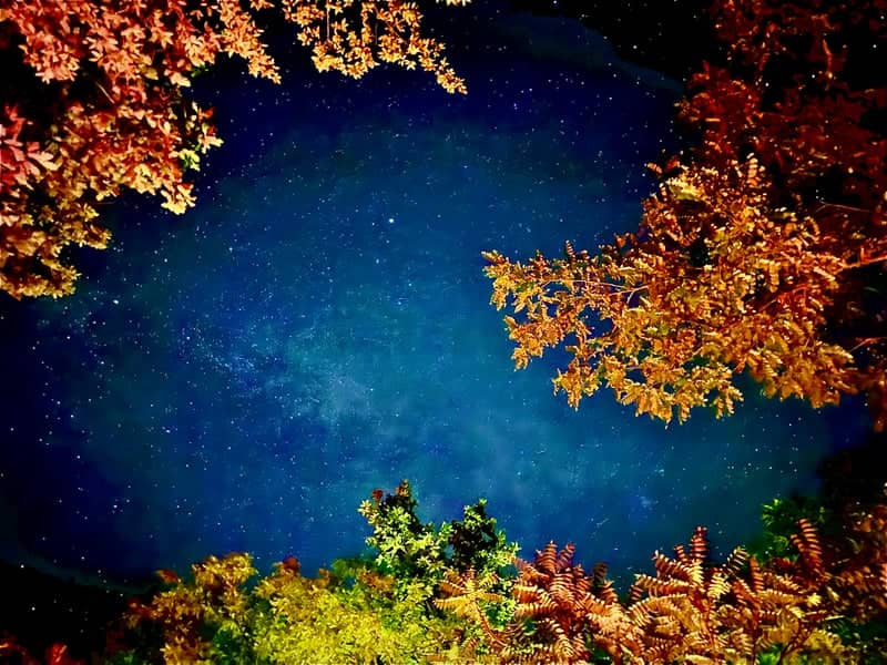 Păuliș Forest Night Sky - Image 1