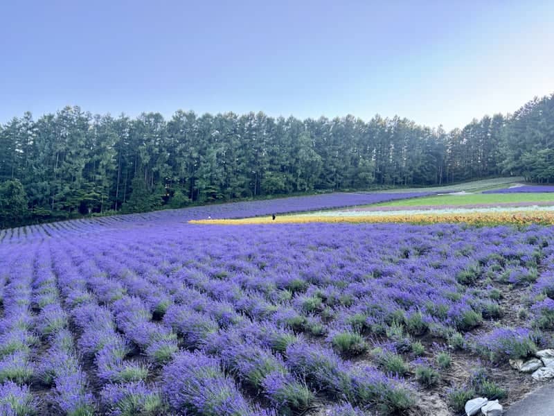 Farm Tomita Lavender Fields - Image 1