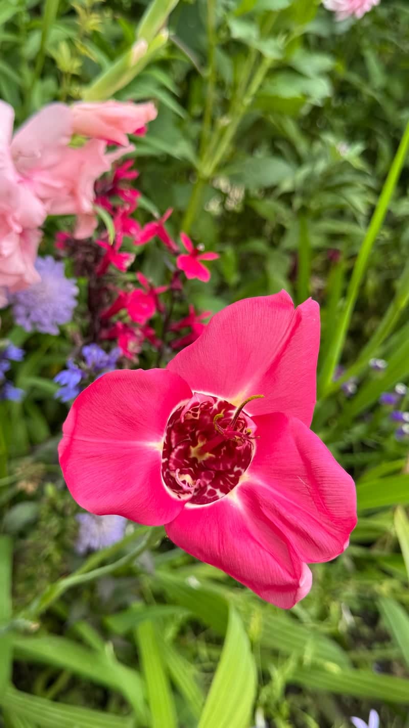 Claude Monet's Garden - Image 1