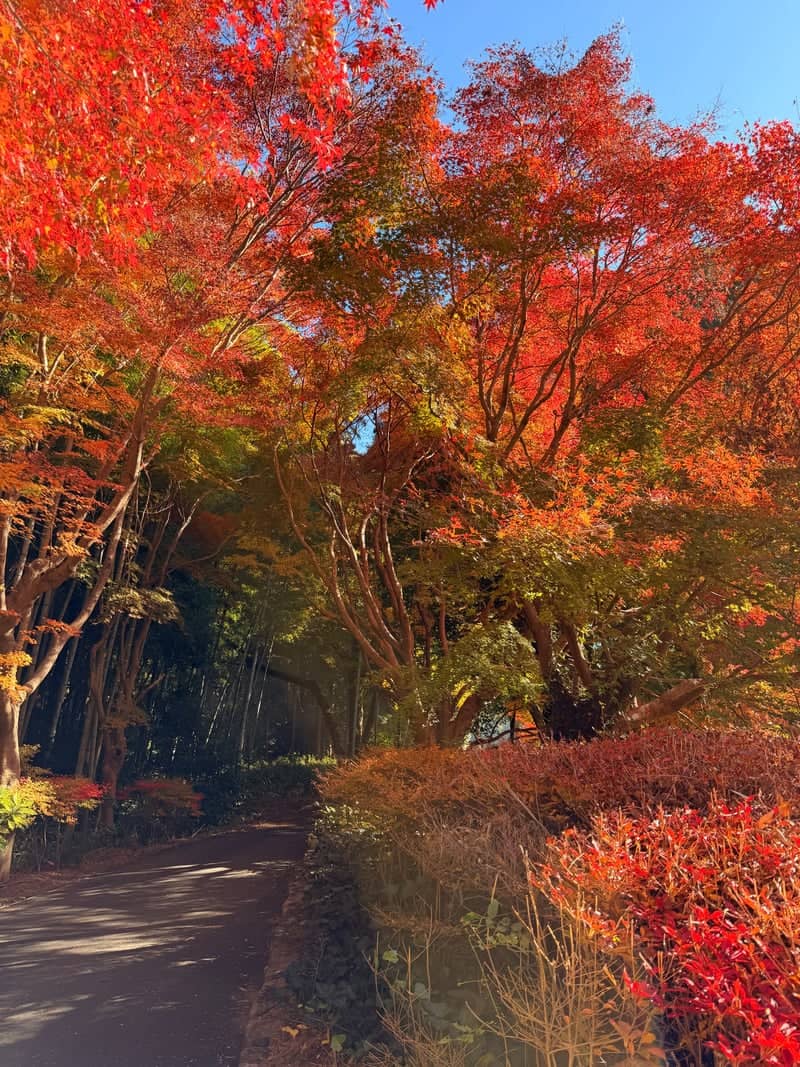 Hannya-in Temple Autumn Path - Image 1