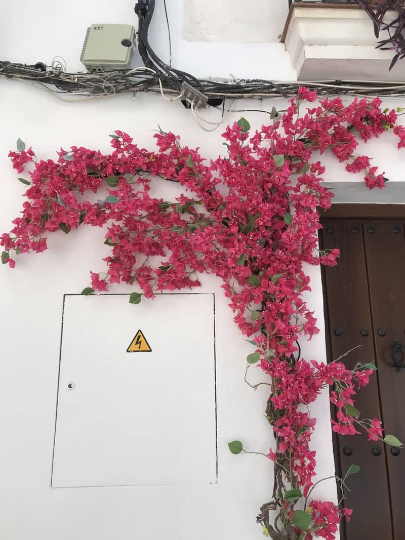 Bougainvillea Wall in Córdoba's Old Town - Image 1