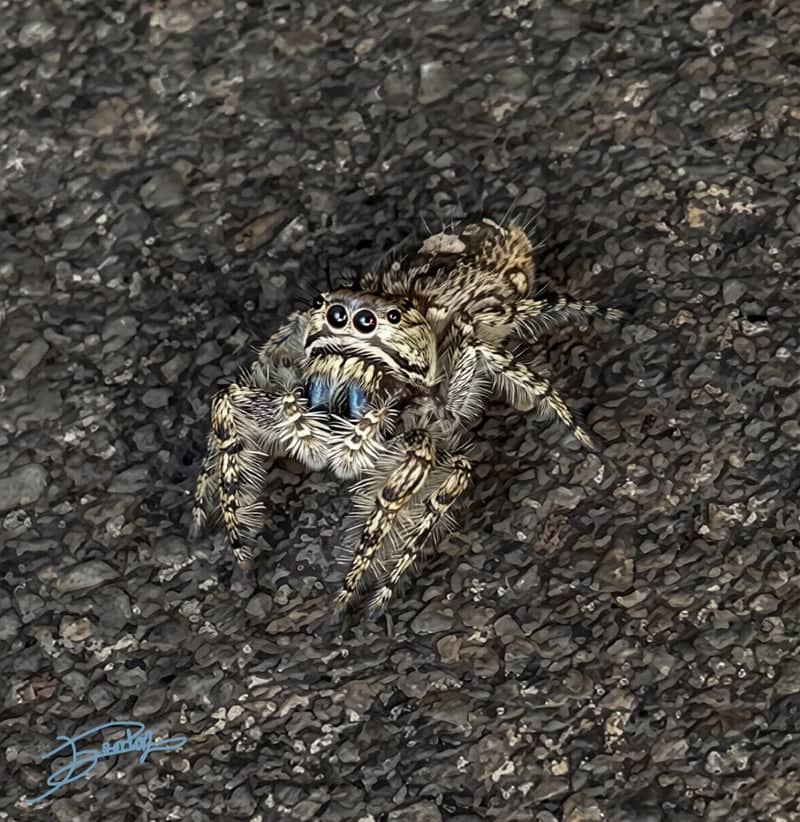 Rutherfordton Macro Spot - Image 1