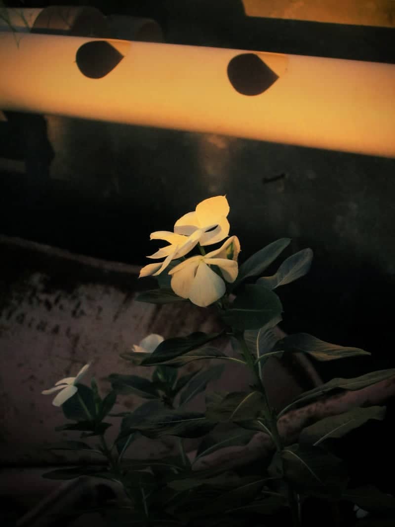 Bontang Hydroponic Garden - Image 1