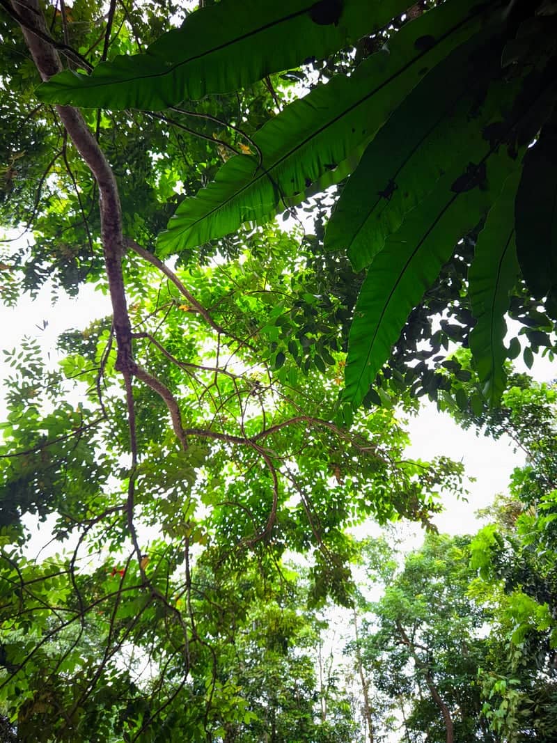 Balikpapan Tropical Forest Canopy - Image 1