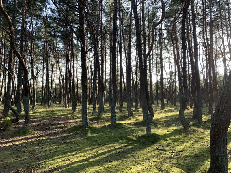 Dancing Forest, Curonian Spit - Image 1