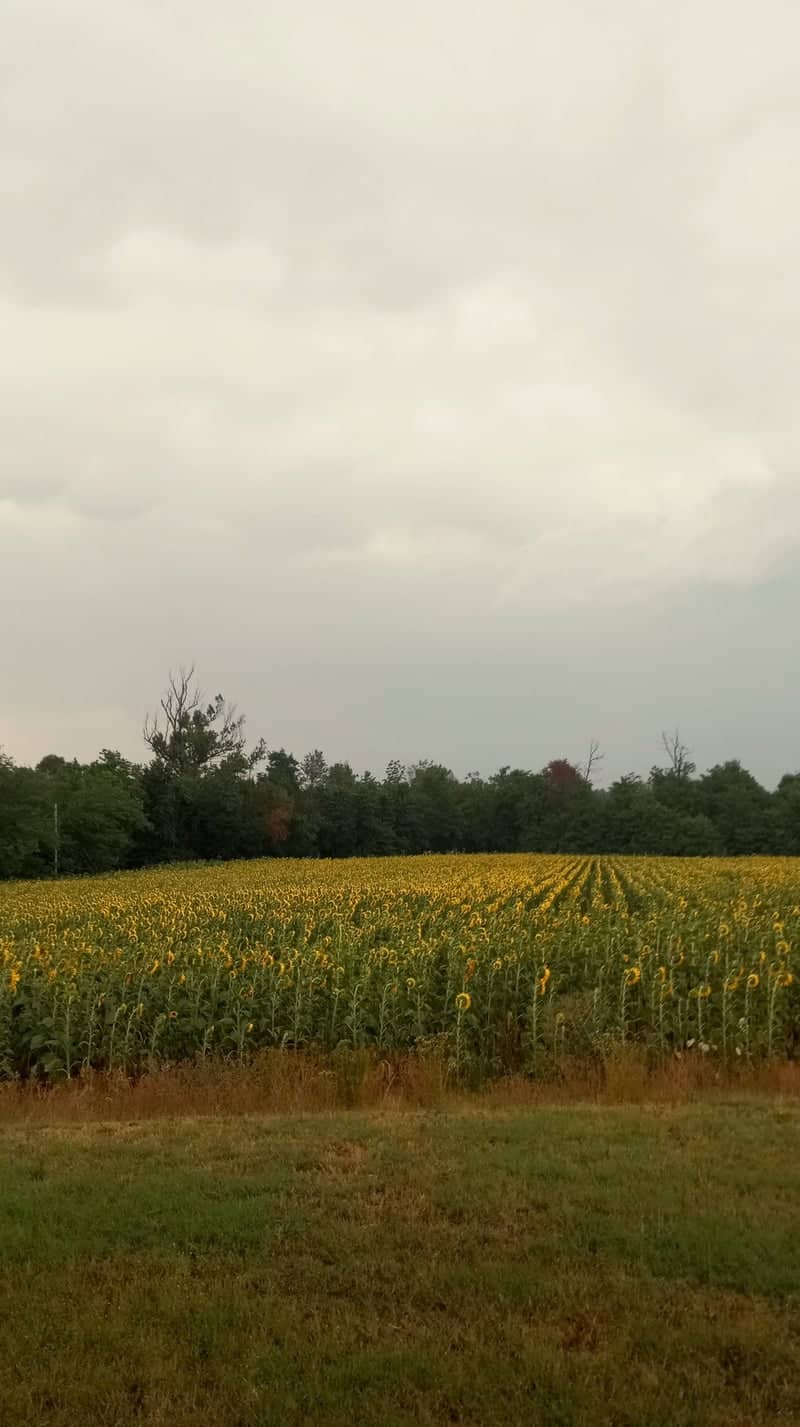 Sunflower Fields of Bra - Image 1