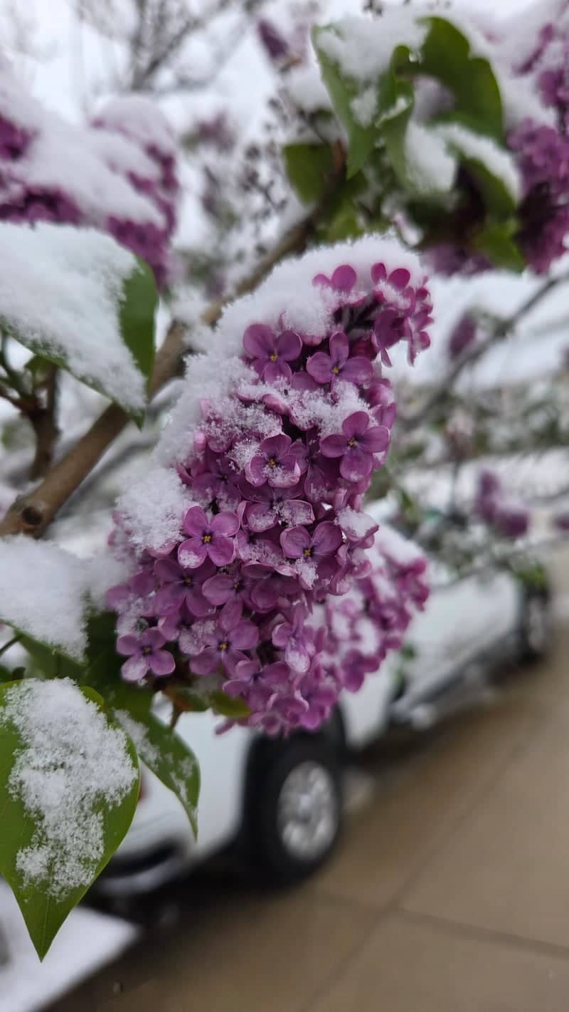 South Jordan Spring Snow Lilacs - Image 1