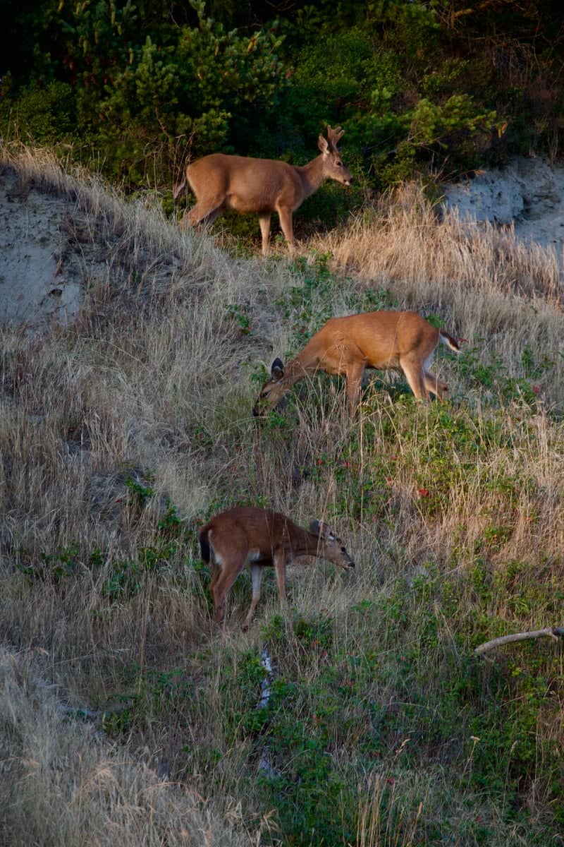 Fort Flagler Historical State Park - Image 1