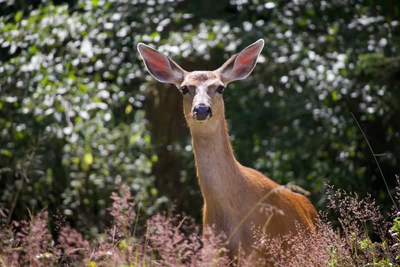 Marrowstone Island Wildlife - Image 1