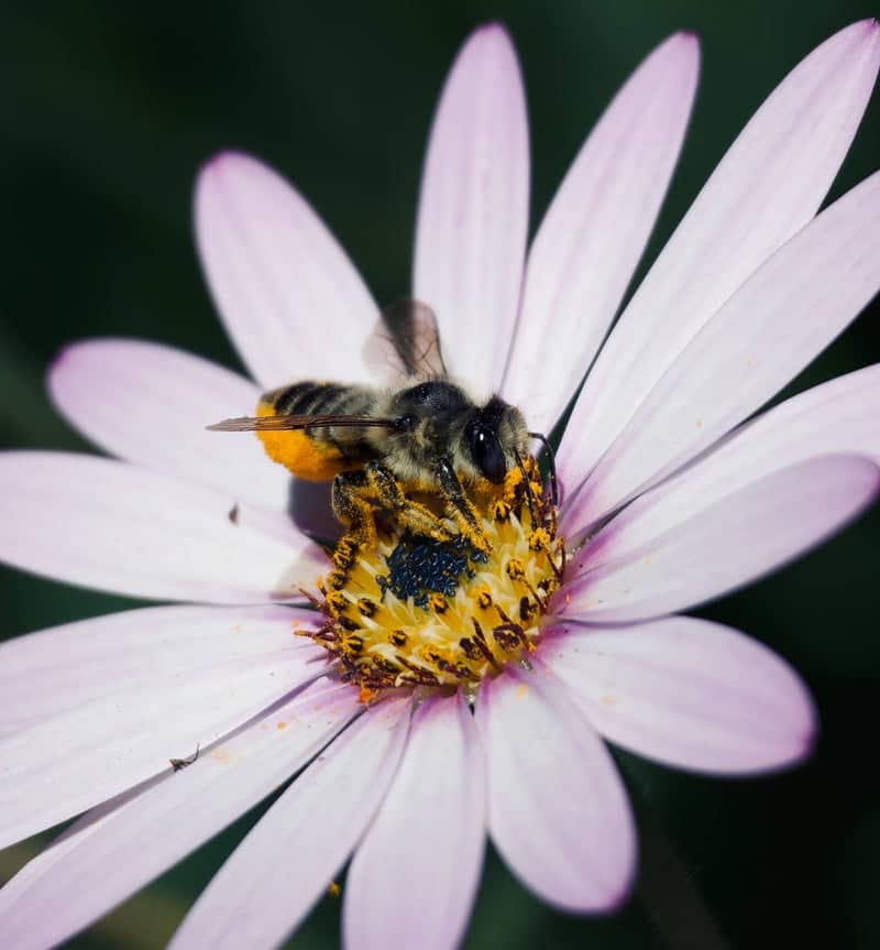 Kingston Garden Macro Spot - Image 1