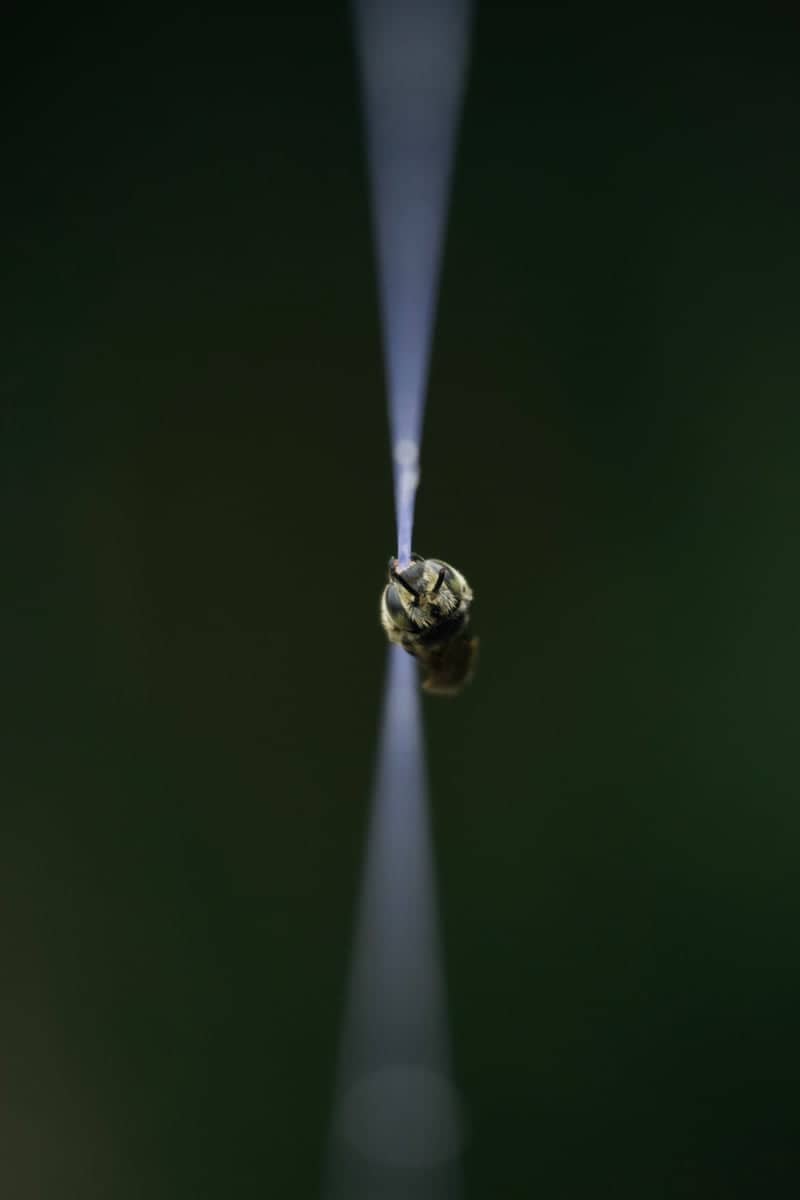 Kingston Nature Garden - Image 1